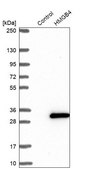 Anti-HMGB4 antibody produced in rabbit Prestige Antibodies® Powered by Atlas Antibodies, affinity isolated antibody, buffered aqueous glycerol solution