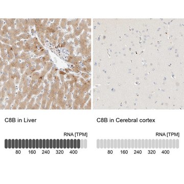 Anti-C8B antibody produced in rabbit Prestige Antibodies&#174; Powered by Atlas Antibodies, affinity isolated antibody, buffered aqueous glycerol solution