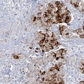 Anti-MUCL1 antibody produced in rabbit Prestige Antibodies® Powered by Atlas Antibodies, affinity isolated antibody, buffered aqueous glycerol solution