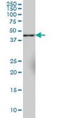Monoclonal Anti-SYT11 antibody produced in mouse clone 4E1, purified immunoglobulin, buffered aqueous solution