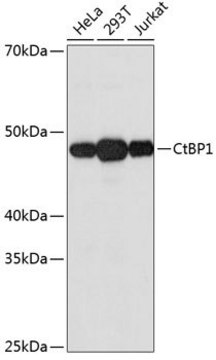 Anti-CtBP1 antibody produced in rabbit