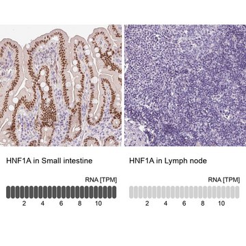 抗-HNF1A 兔抗 Prestige Antibodies&#174; Powered by Atlas Antibodies, affinity isolated antibody, buffered aqueous glycerol solution