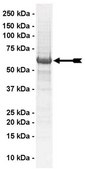 Src Protein, 10 µg Full length, recombinant human Src. N-terminal c-Myc, 6His-tagged. For use in Enzyme Assays. Functions as a substrate in ubiquitination assays.