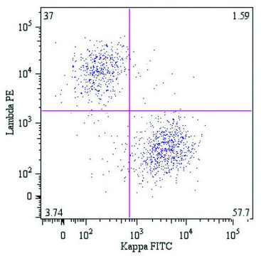 Monoclonal Anti-Kappa light chains-FITC antibody produced in mouse clone A8B5, purified immunoglobulin, buffered aqueous solution