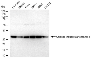 KD-Validated Anti Chloride intracellular channel 4 Antibody, clone 23GB3465, Rabbit Monoclonal clone 23GB3465, recombinant rabbit monoclonal, expressed in HEK293 cells