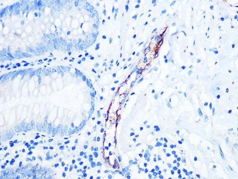 Anti-CD62P/P-selectin antibody produced in rabbit