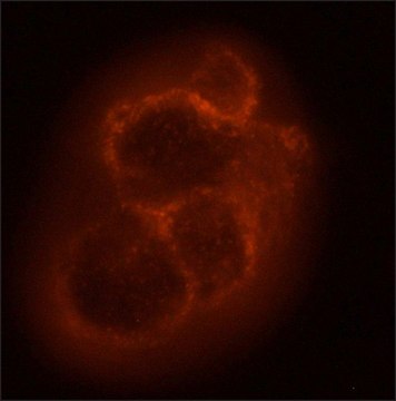 Monoclonal Anti-NG2/CSPG4 antibody produced in mouse clone 2164B6, purified from hybridoma cell culture