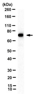 抗-MxA，克隆M143（CL143） clone CL143, from mouse