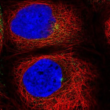 Anti-RAB11A antibody produced in rabbit Prestige Antibodies&#174; Powered by Atlas Antibodies, affinity isolated antibody