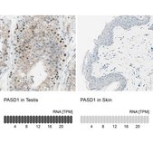 Anti-PASD1 antibody produced in rabbit Prestige Antibodies® Powered by Atlas Antibodies, affinity isolated antibody, buffered aqueous glycerol solution, Ab2