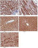 Anti-Angptl3 Antibody from rabbit, purified by affinity chromatography