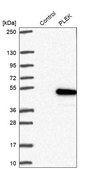Anti-PLEK antibody produced in rabbit Prestige Antibodies® Powered by Atlas Antibodies, affinity isolated antibody, buffered aqueous glycerol solution
