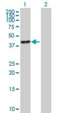 Anti-CA6 antibody produced in mouse purified immunoglobulin, buffered aqueous solution