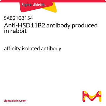 抗-HSD11B2 兔抗 affinity isolated antibody