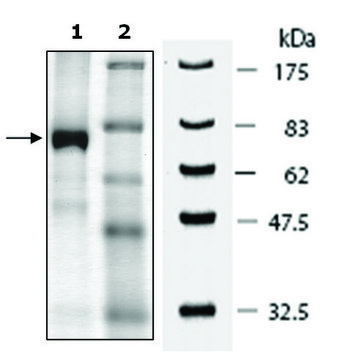 JMJD6 human recombinant, expressed in baculovirus infected Sf9 cells, &#8805;80% (SDS-PAGE)