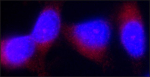 Anti-Tensin 3 antibody, Mouse monoclonal clone TN-17, purified from hybridoma cell culture