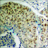 Anti-phospho-ERF (pThr526) antibody produced in rabbit affinity isolated antibody