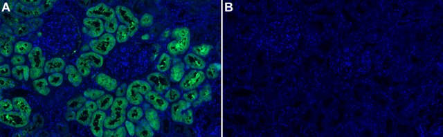 Anti-PSAT1 Antibody, clone 1C7 ZooMAb&#174; Rabbit Monoclonal recombinant, expressed in HEK 293 cells