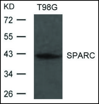 Anti-SPARC antibody produced in rabbit affinity isolated antibody