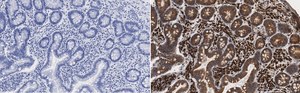 Anti-Derlin-1 Antibody, clone 2C2, ZooMAb® Rabbit Monoclonal recombinant, expressed in HEK 293 cells