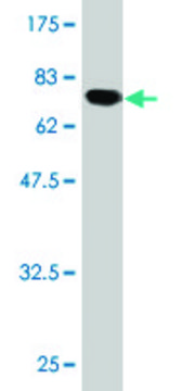 Monoclonal Anti-ATF4 antibody produced in mouse clone 2E3, purified immunoglobulin, buffered aqueous solution