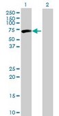 Anti-CPNE3 antibody produced in mouse IgG fraction of antiserum, buffered aqueous solution