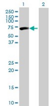 Anti-CPNE3 antibody produced in mouse IgG fraction of antiserum, buffered aqueous solution