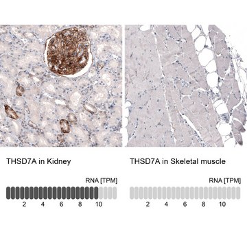 单克隆抗-THSD7A 小鼠抗 Prestige Antibodies&#174; Powered by Atlas Antibodies, clone CL3778, purified immunoglobulin, buffered aqueous glycerol solution