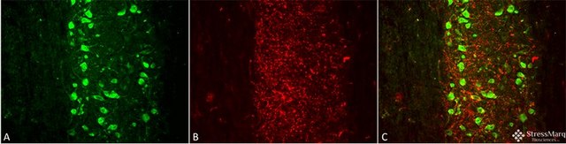 Monoclonal Anti-Mmp9 - Apc antibody produced in mouse clone S51-82, purified immunoglobulin