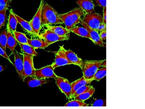 Anti-mTOR Antibody, clone 21A12.2 clone 21A12.2, from mouse