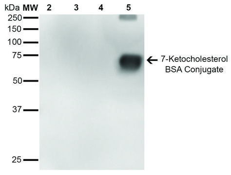 Monoclonal Anti-7-Ketocholesterol antibody produced in mouse clone 7E1