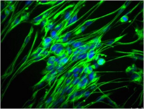 Anti-Nestin Antibody, clone rat-401, Alexa Fluor&#8482; 488 conjugate clone rat-401, from mouse, ALEXA FLUOR&#8482; 488