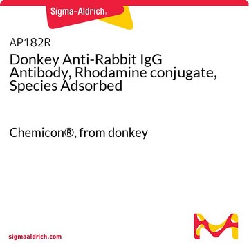 Donkey Anti-Rabbit IgG Antibody, Rhodamine conjugate, Species Adsorbed Chemicon&#174;, from donkey