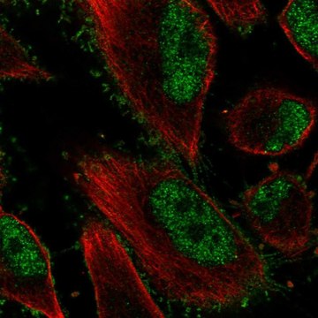 Anti-EPHB2 antibody produced in rabbit Prestige Antibodies&#174; Powered by Atlas Antibodies, affinity isolated antibody