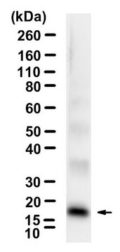 Anti-HBV X-Protein Antibody, clone 227 ZooMAb&#174; Mouse Monoclonal recombinant, expressed in HEK 293 cells