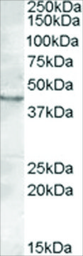 Anti-LASS3/CERS3 antibody produced in goat affinity isolated antibody, buffered aqueous solution