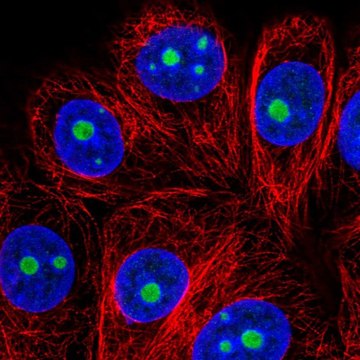 Anti-SNRNP35 antibody produced in rabbit Prestige Antibodies&#174; Powered by Atlas Antibodies, affinity isolated antibody