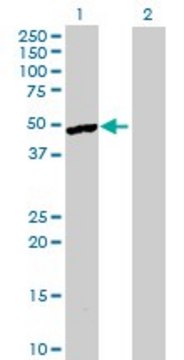 Anti-SGCE antibody produced in mouse purified immunoglobulin, buffered aqueous solution