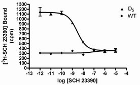 ChemiScreen D5 Dopamine Receptor Membrane Preparation Human D5 GPCR membrane preparation for Radioligand binding Assays &amp; GTPγS binding.