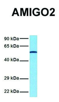 Anti-AMIGO2 (N-terminal) antibody produced in rabbit affinity isolated antibody