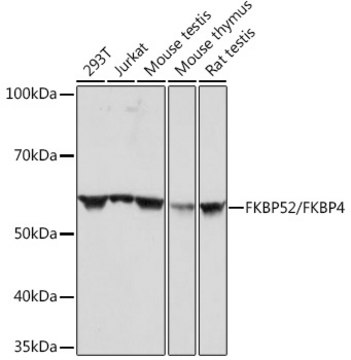 Anti-FKBP52/FKBP4 Antibody, clone 3Q6H2, Rabbit Monoclonal