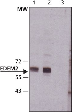 Anti-EDEM2 (C-terminal) antibody produced in rabbit ~1.0&#160;mg/mL, affinity isolated antibody, buffered aqueous solution