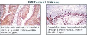 4G10® Platinum, Anti-Phosphotyrosine Antibody (mouse monoclonal cocktail IgG2b) clone 4G10®, Upstate®, from mouse