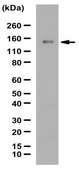 Anti-PHLPP2 Antibody from rabbit, purified by affinity chromatography
