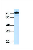 Anti-CTAGE5 (ab1) antibody produced in rabbit affinity isolated antibody