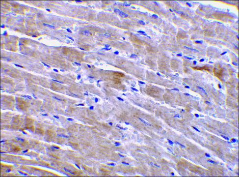 Anti-GFR&#945;3 antibody produced in rabbit IgG fraction of antiserum, buffered aqueous solution