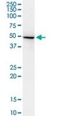 Monoclonal Anti-ADSSL1 antibody produced in mouse clone 2D12, purified immunoglobulin, buffered aqueous solution