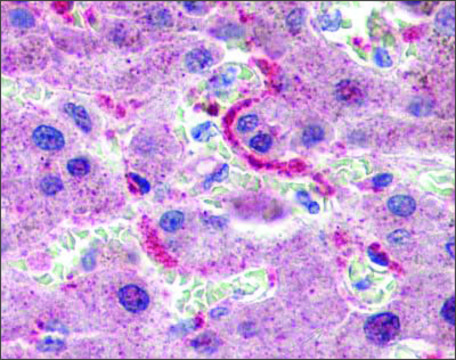 Anti-GPSM2 antibody produced in rabbit affinity isolated antibody