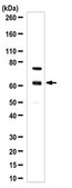 Anti-Olfactomedin-4/OLFM4 Antibody from rabbit, purified by affinity chromatography