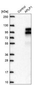 Anti-APLP1 antibody produced in rabbit Prestige Antibodies® Powered by Atlas Antibodies, affinity isolated antibody, buffered aqueous glycerol solution